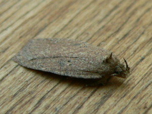 Agonopterix subpropinquella 19 August 2103.Wicker Well Somerleyton determined by Jon Clifton