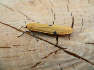 Four-spotted Footman, Female, Ashby 03-vii-2014