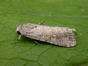 Small mottled willow