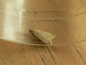 Brachmia inornatella, Blocka  Fen. Fritton 27 June 2015