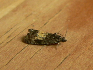 Endothenia nigricostana. Blocka Fen, Fritton 27 June 2015