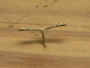 Mugwort Plume. 25 vi 2015 Burgh Castle Roman Fort. Keith Knights and Brian Jones