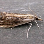 One of three verellus taken at Bawdsay Hall on 6 July 2015 by M.Deans