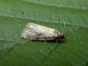 Unknown tortrix moth.
