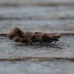 Phyllonorycter trifasciella