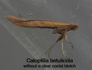 Caloptilia betulicola