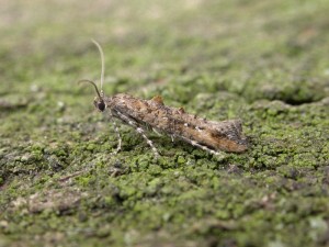 Epermenia chaerophyllella