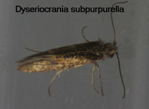 Dyseriocrania subpurpurella