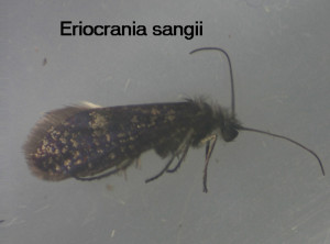 Eriocrania sangii possibly