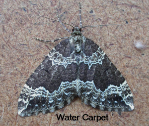 Water Carpet
