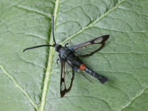 Red-belted clearwing
