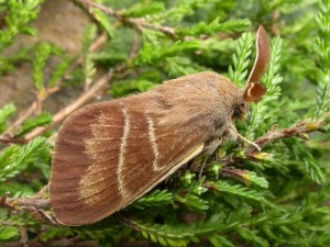Fox moth male
