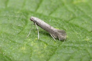 Tinagma ocnerostomella