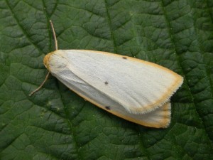 Four-dotted footman