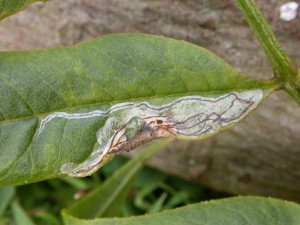 Silvery mine on upperside of Ash leaf