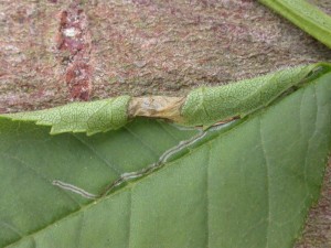 Later mine showing folded over leaf covering the earlier gallery again on Ash