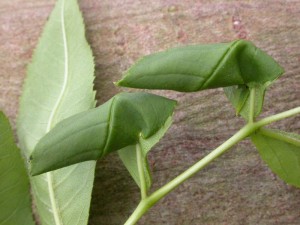 2 cones on Ash, note how neat they are - not brown and untidy like syringella cones