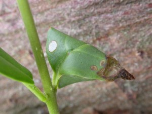 Final cone with exit cut out on garden Privet
