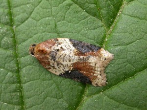Acleris laterana - never seen one like this before!