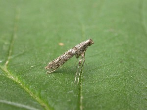 My Caloptilia cuculipennella trapped on the 6th