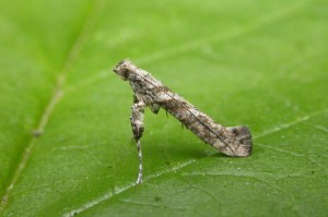 Caloptilia cuculipennella emerged from cone on Privet 