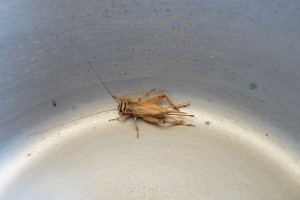 House Cricket