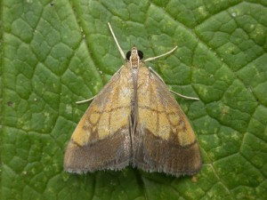 Evergestis limbata