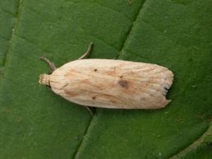 Agonopterix kaekeritziana