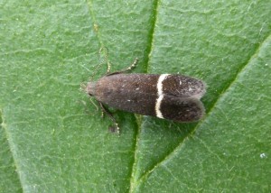 Syncopacma taeniolella