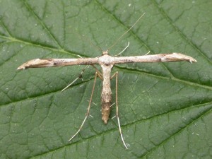 Dusky plume Oidaematophorus lithodactyla