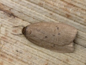 Small dotted footman