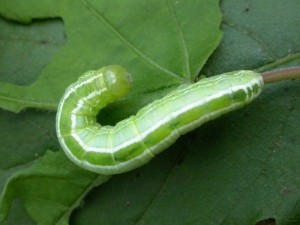 Plumed prominent larva