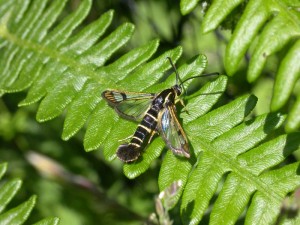 Currant clearwing