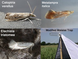 Catoptria verellus