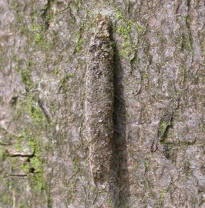 Taleporia tubulosa case