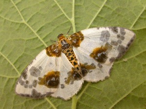 Clouded Magpie