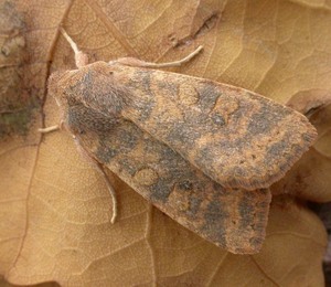 Dusky-lemon Sallow