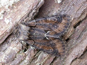 Green-brindled Crescent