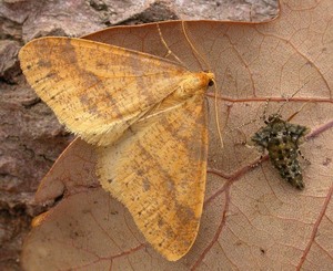 Scarce Umber - male and female