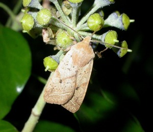 Yellow-line Quaker