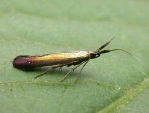 Coleophora deauratella