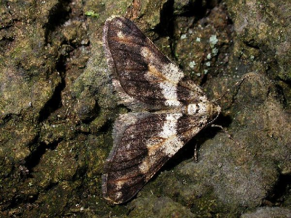 Spring Usher Moth